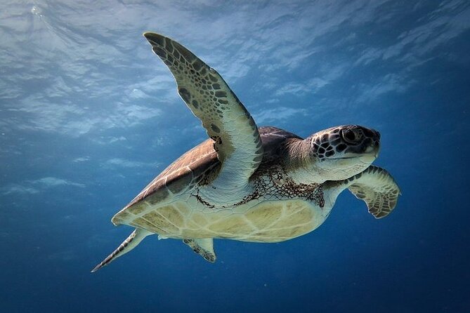 Discover Scuba Diving in Cozumel Paradise Reef - Customer Reviews