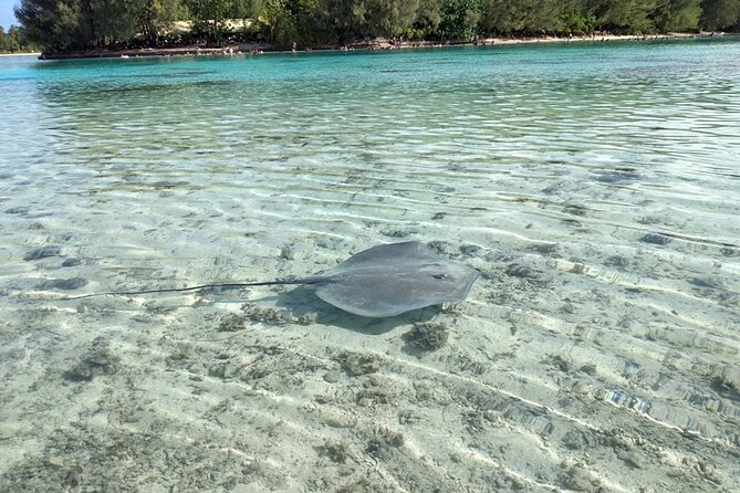 Eco Guided Excursion to the Lagoon of Moorea in a Transparent Kayak Afternoon 2h - Traveler Feedback and Reviews