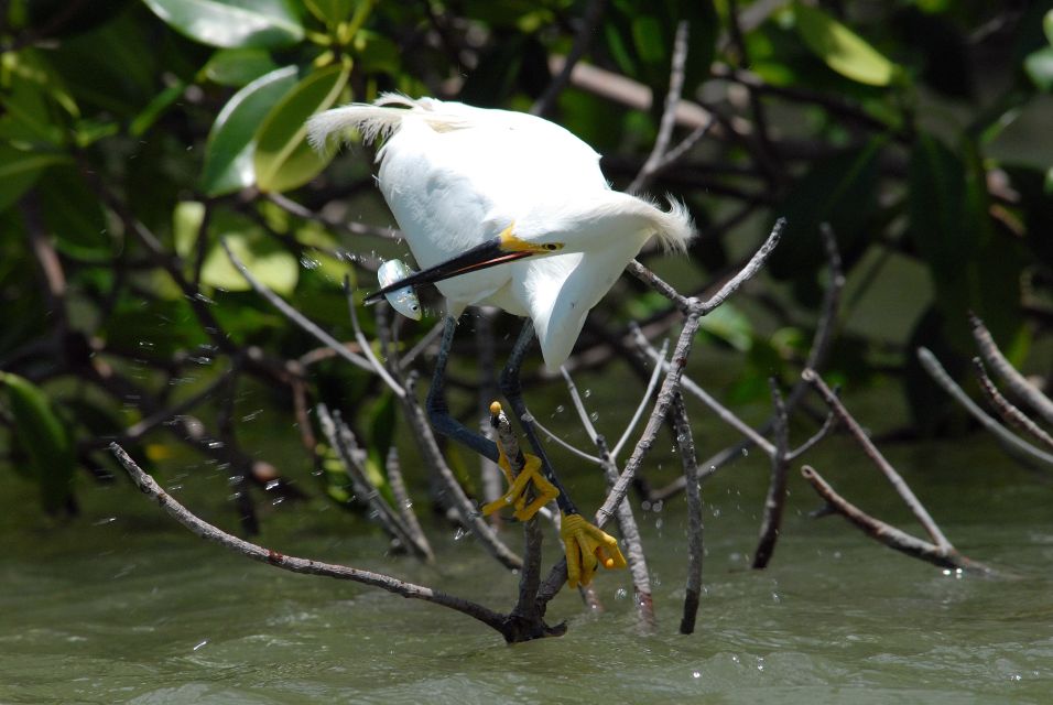 Everglades National Park: Private 2.5-Hour Photo Safari - Guide Information