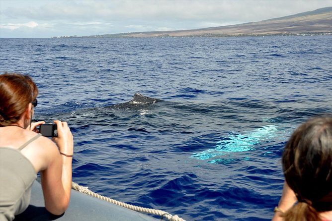 Eye-Level Whale Watching Eco-Raft Tour From Lahaina, Maui - Customer Feedback and Recommendations