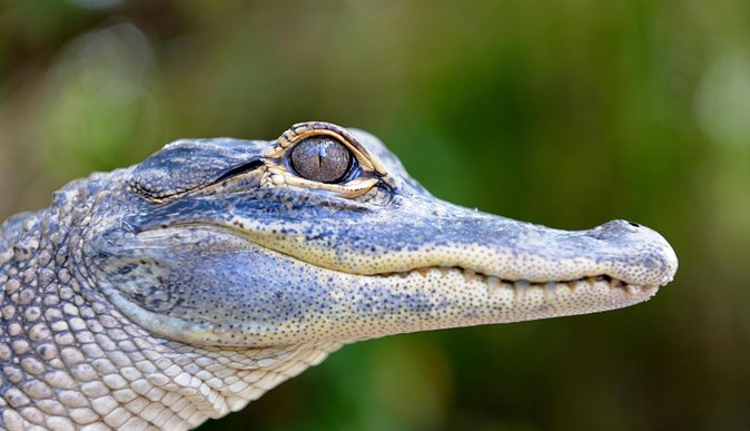 Florida Everglades Airboat Tour and Wild Florida Admission With Optional Lunch - Additional Options and Upgrades