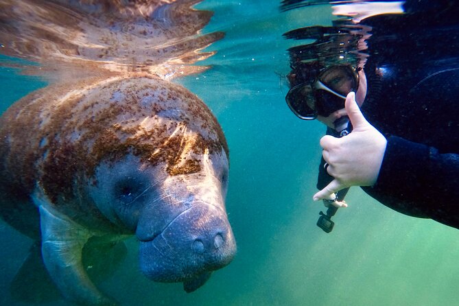 Florida Manatees, Nature Park, and Airboat Tour From Orlando - Positive Guest Experiences