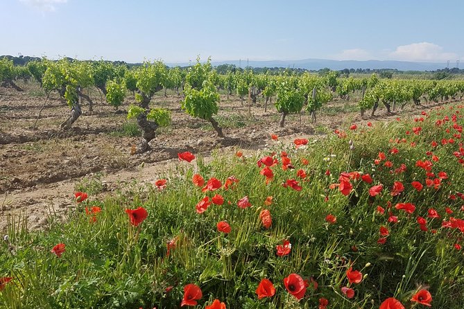 France Carcassonne Guided Wine Tour - Reviews and Customer Experience