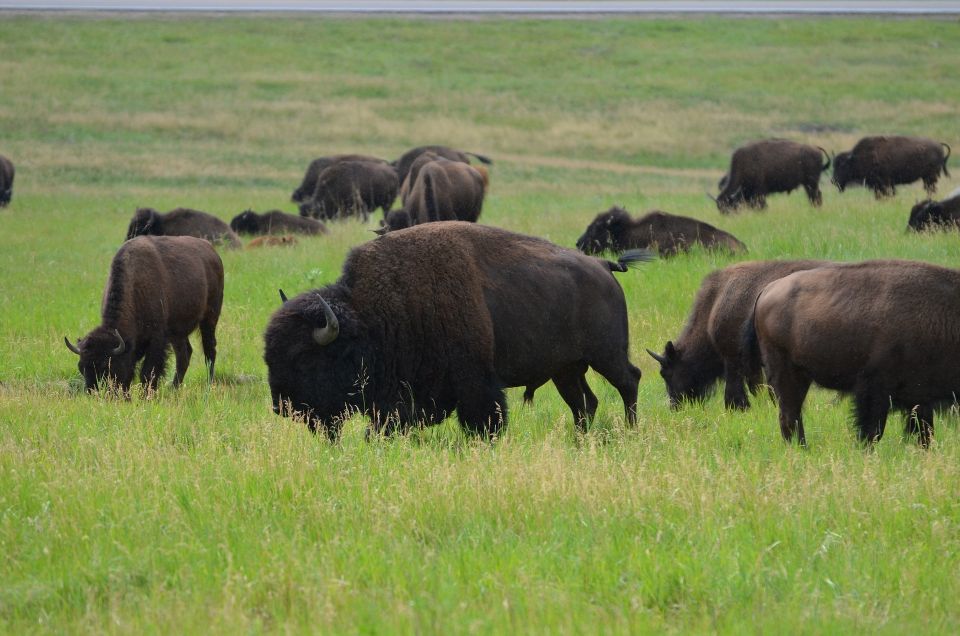 From Rapid City: Custer State Park Private Safari and Hiking - Starting Location and Highlights