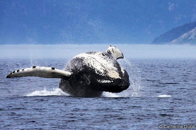 Full-Day Whale Watching Cruise From Quebec City - Directions