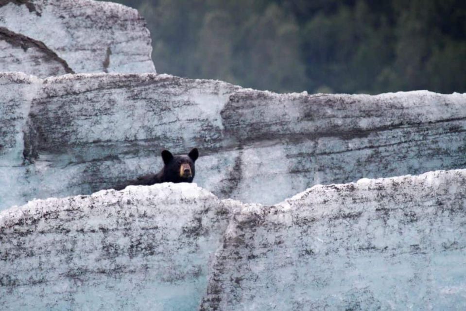 Girdwood: Bears, Trains, & Icebergs Tour - Accessibility and Amenities