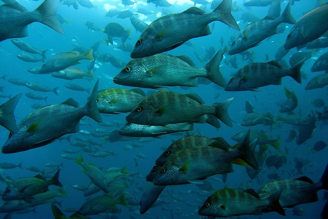 Guided by Divemaster, Cabo San Lucas Short Snorkeling Tour MANTA - Customer Testimonials