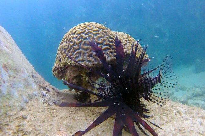 Guided Snorkel Tour for Beginners in Honolulu - Common questions