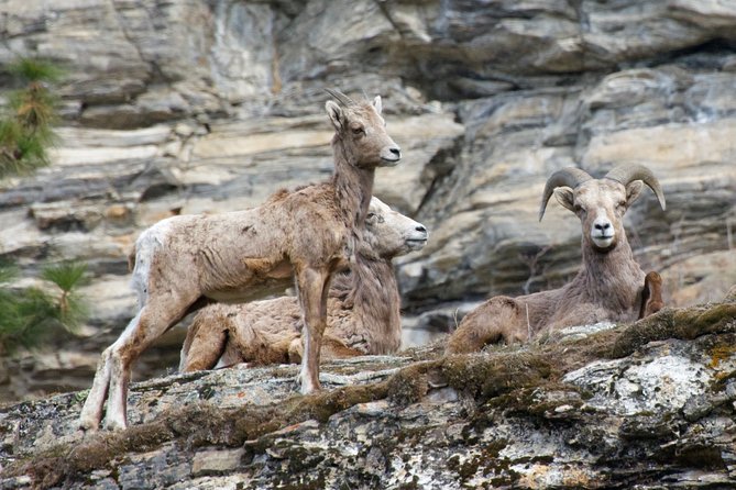 Half Day Birdwatching in the South Okanagan - Pricing and Booking Information