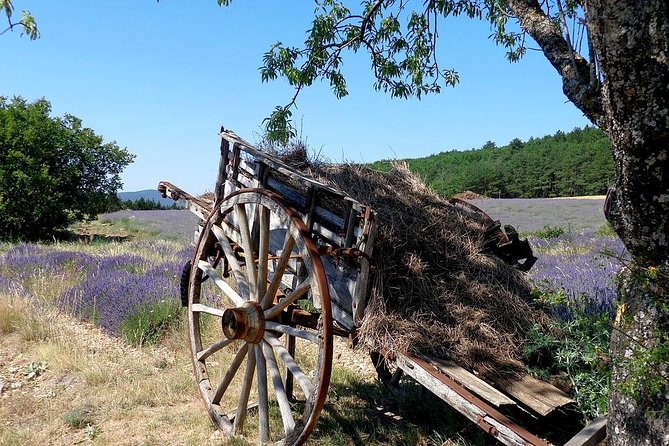 Half-Day Excursion to the Lavender Fields From Avignon - Traveler Photos and Reviews