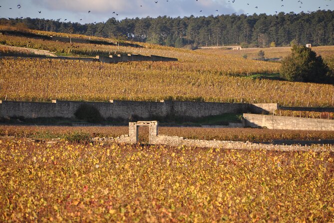 Half-Day Private Tour in Côte De Beaune - Traveler Reviews