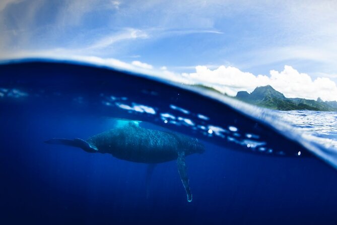 Half Day Small Group Whale Watching - Final Words