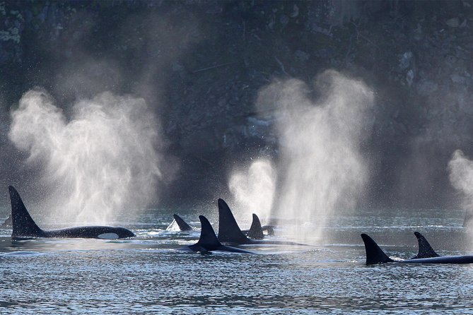 Half-Day Whale Watching Adventure From Telegraph Cove - Meeting and Pickup