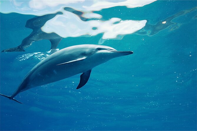Hawaii: Oahu Dolphin and Sea Life Swimming and Snorkeling Trip  - Honolulu - Highlights of the Tour