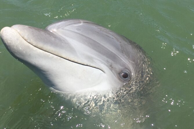 Hilton Head Island Dolphin Boat Cruise - Weather Considerations
