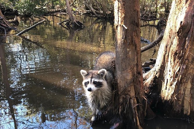 Honey Island Swamp Boat Tour With Transportation From New Orleans - Weather and Timing Considerations