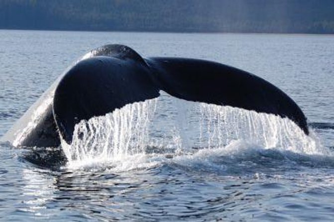 Hoonah Whale-Watching Cruise - Customer Feedback Summary