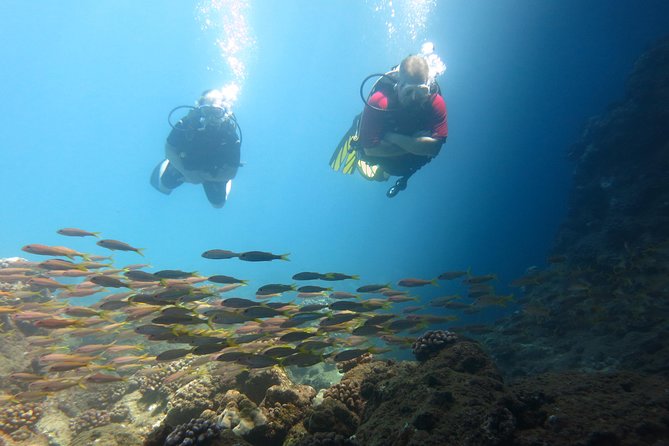 Intro to Scuba Diving in Kaanapali - Training Programs Available
