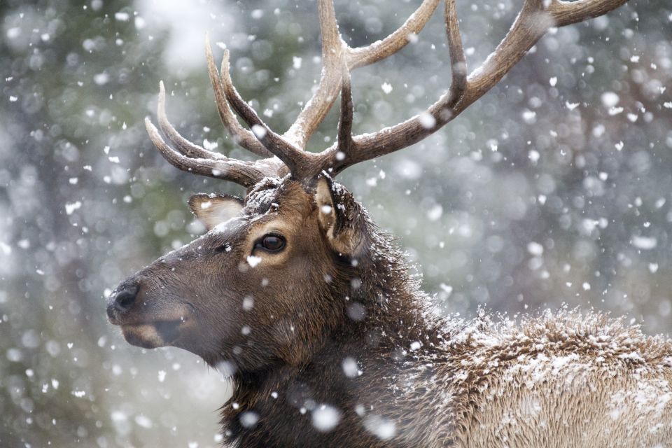 Jackson: 4-Day Grand Teton & Yellowstone Winter Tour - Snowcoach Adventure in Yellowstone