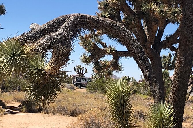 Joshua Tree National Park Driving Tour - Park Attractions and Landmarks