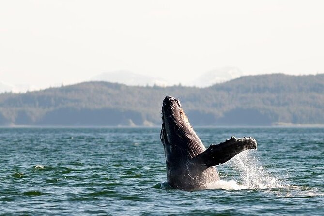 Juneau Wildlife Whale Watching & Mendenhall Glacier - Common questions