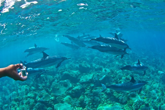 Kealakekua Bay Snorkeling Tour - 4 Hour Kona Zodiac Adventure - Common questions