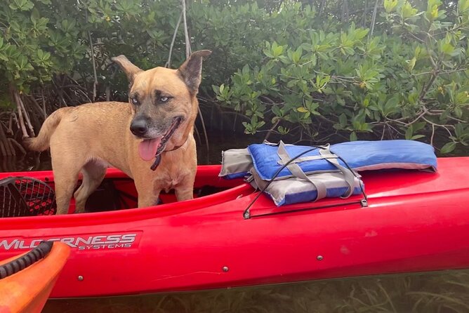 Key West Mangrove Kayak Eco Tour - How to Book