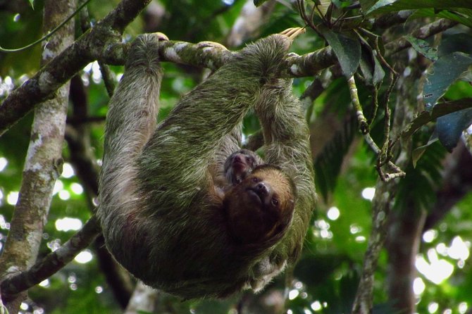 La Fortuna Sloth Tour - Family-Friendly and Visitor Feedback