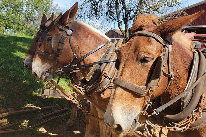 Lancaster County Amish Culture Small-Group Half-Day Tour - Tour Highlights and Experiences