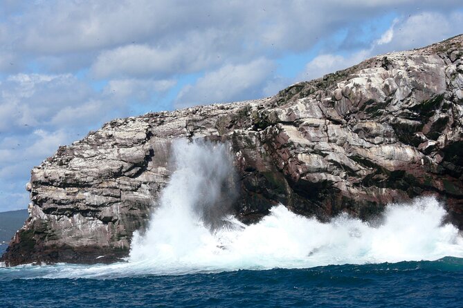 Late Season Puffin & Scenic Coastal Cruise - Traveler Photos and Memories