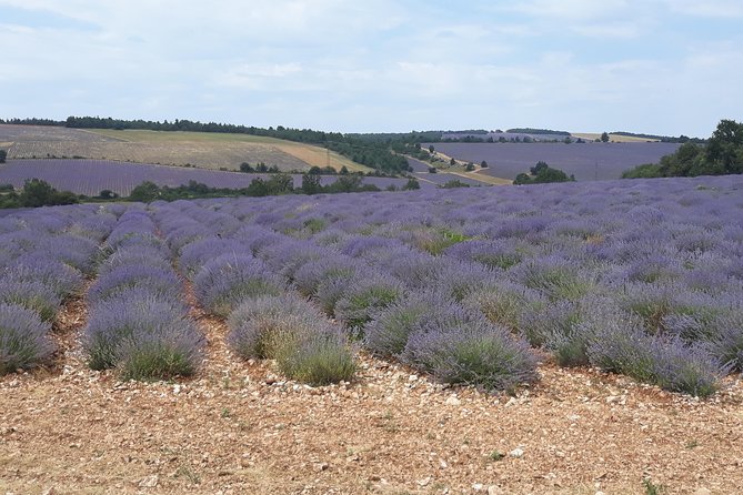 Lavender Tour Sault From Marseille - Customer Satisfaction & Ratings