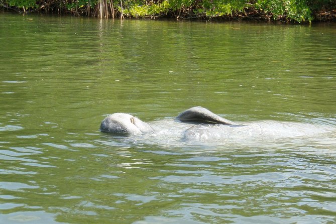 Lovers Key Guided Eco Tour-Mangrove Estuary - Directions and Logistics