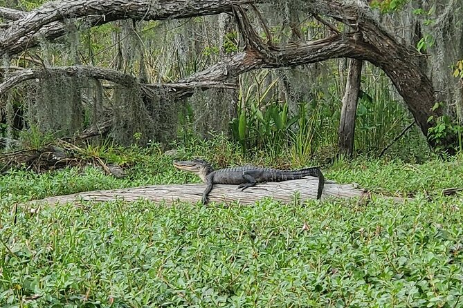 Manchac Swamp Kayak Small-Group Tour - Guides Information