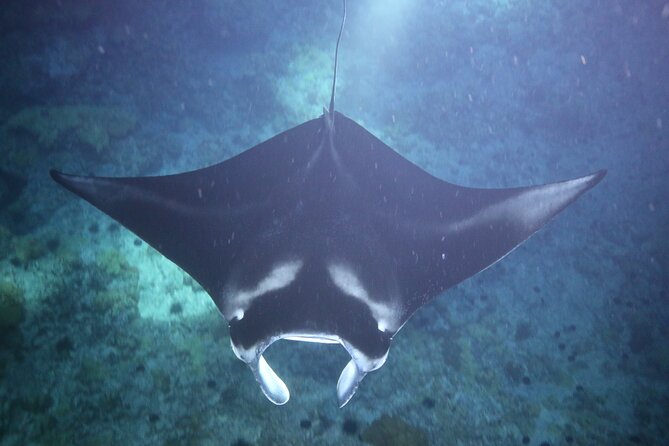 Manta Ray Night Snorkel Tour From Kona - Customer Feedback