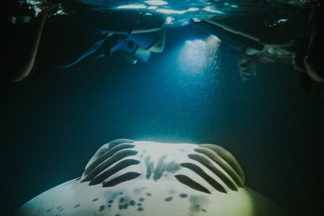 Manta Ray Snorkeling by Night in Kailua-Kona, Hawaii - Common questions