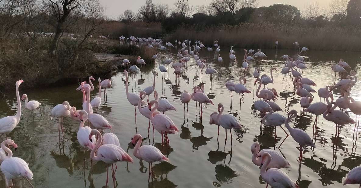 Marseille: The Camargue 8-Hour Guided Outing - Guide and Transportation