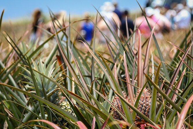 Maui Pineapple Farm Tour in Haliimaile - Additional Information