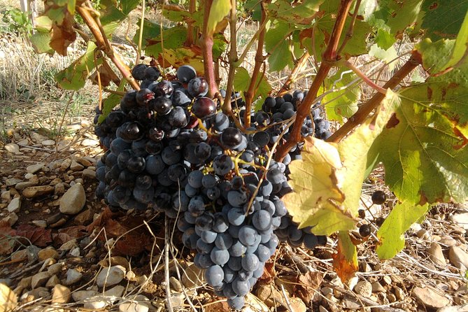 Morning Wine Tour to Chateauneuf Du Pape From Avignon - Common questions