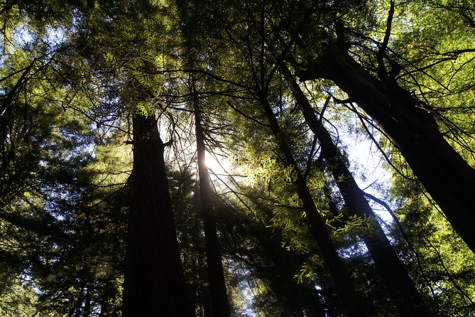 Muir Woods Tour of California Coastal Redwoods - Reviews & Ratings