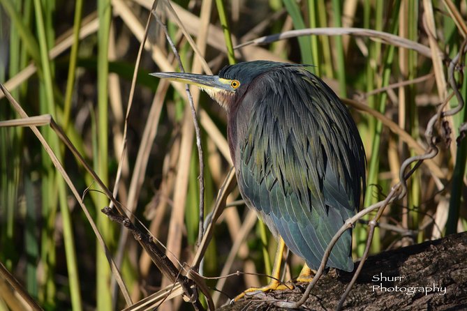 Naples Small-Group Half-Day Everglades Kayak Tour - Reservation Details and Ticket