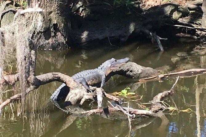 New Orleans Small-Group Airboat Swamp Tour - Additional Details