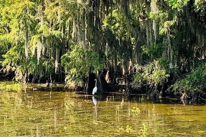 New Orleans Swamp Tour Boat Adventure With Transportation - Conservation and Educational Insights