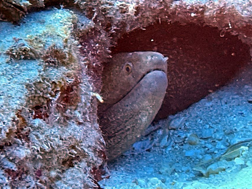 Oahu Night Dive: Adventure for Certified Divers - Twilight Dive Experience