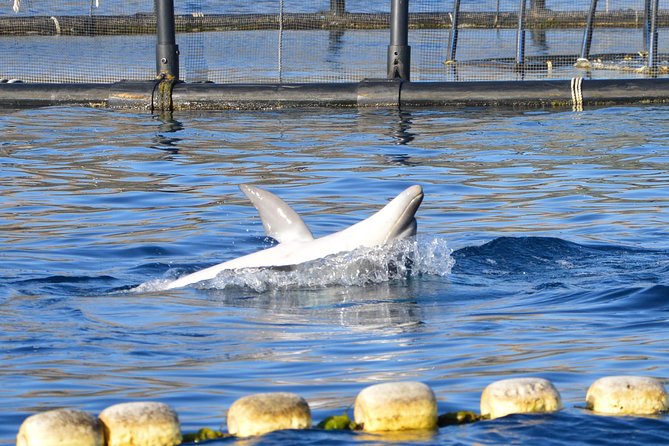 Olbia Bay Dolphin-Watching Boat Tour - Unforgettable Experiences and Highlights