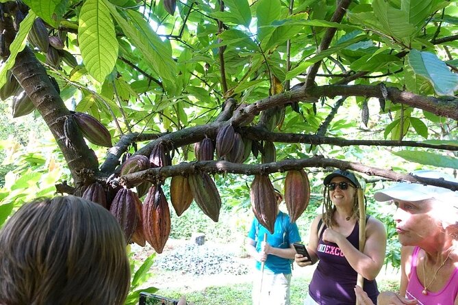 Princeville Botanical Gardens Tour and Chocolate Tasting Ticket - Visitor Reviews