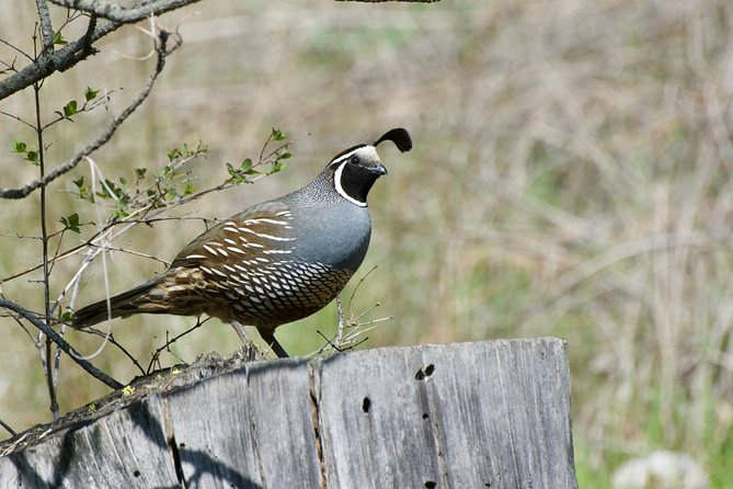 Private Birdwatching Activity in Penticton - Terms & Conditions