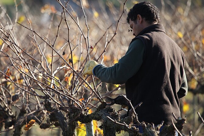 Private Champagne Day Trip to Vineyards of Reims With French Lunch From Paris - Champagne Tasting Experience