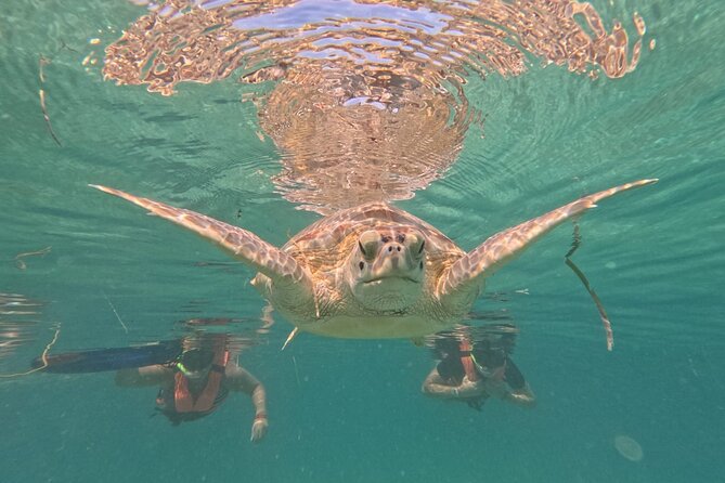 Private Snorkeling With Sea Turtles in Akumal Beach - Tour Experience Highlights