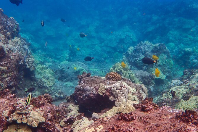 Private South Maui Turtle Town Snorkeling and Kayaking Tour - Additional Information