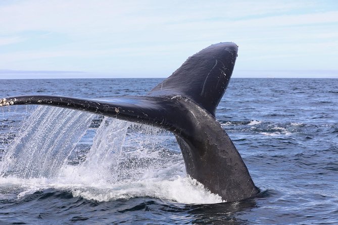 Private VIP Whale & Dolphin Watching Tour With Capt. Nick in Newport Beach - Directions